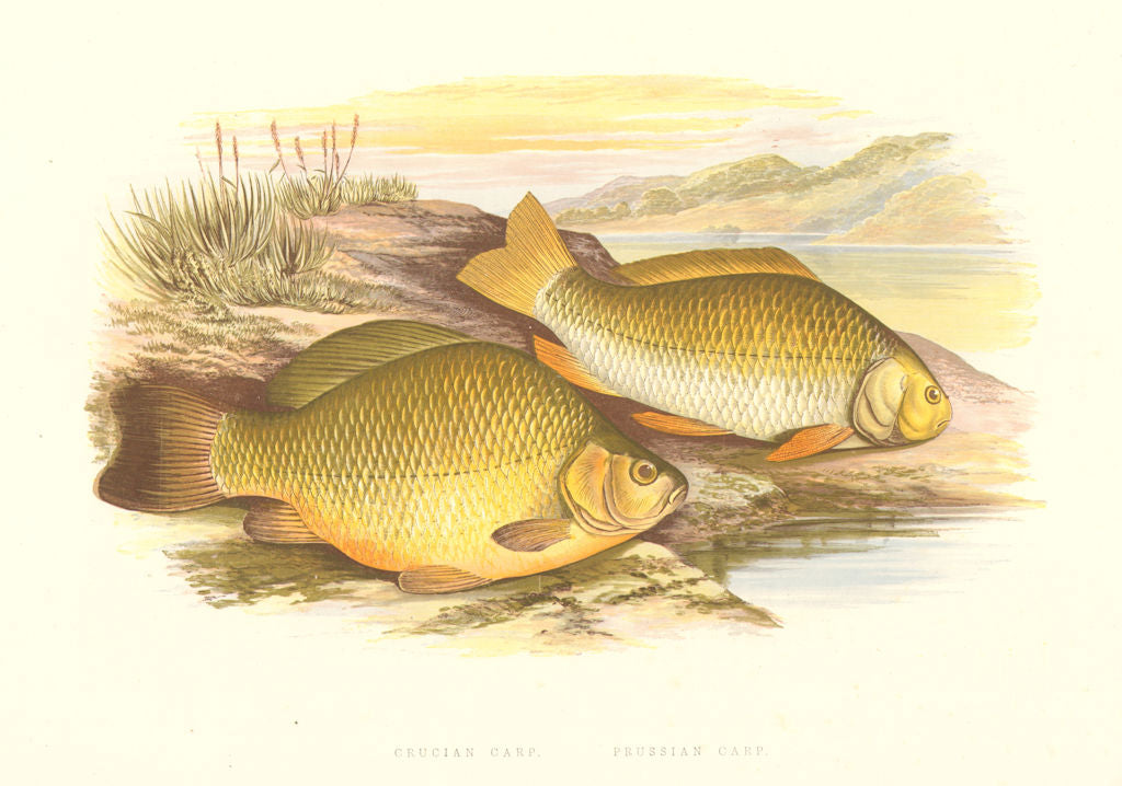 FISH.Crucian,Prussian Carp(Carassius vulgaris var gibelio)-Houghton/Lydon 1879